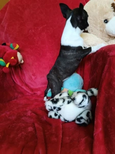 Boston Terrier - Édy