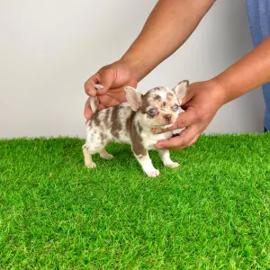 Chihuahua - Chocolatta