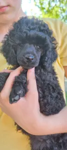 Poodle Miniature - Queen