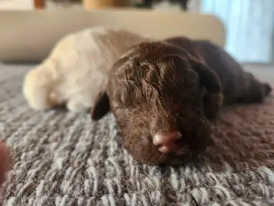 Lagotto Romagnolo - Aster