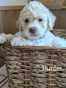 Romagna Water Dog - Ürömi Szarvasgombász Hunter
