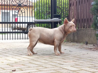 Französische Bulldogge - Zoé