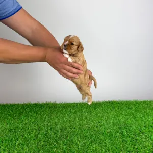 Cavalier King Charles Spaniel - Luxus