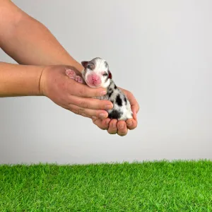 Berger australien - Crispie