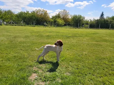 Italian Pointing Dog - Pici