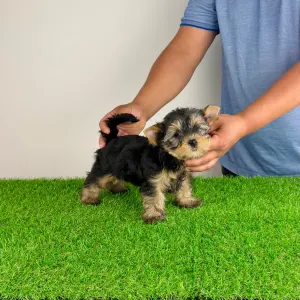 Yorkshire Terrier - Wolke