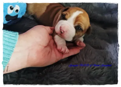 American Staffordshire Terrier - Gangster Bro