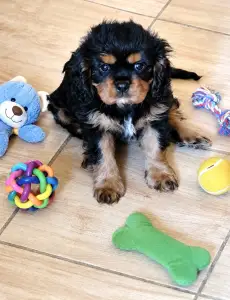 Cavalier King Charles Spaniel - Arthur