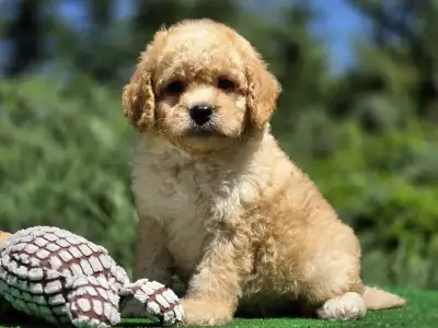 Cavapoo - Hugo