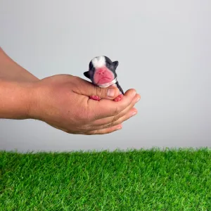 Boston Terrier - Halvor