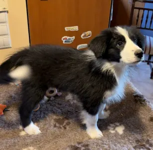 Border Collie - Generico