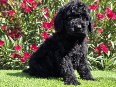 Cavapoo - Zeus