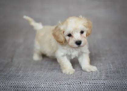 Maltipoo - Pepper