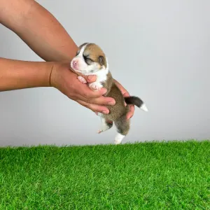 Pembroke Welsh Corgi - Ammi