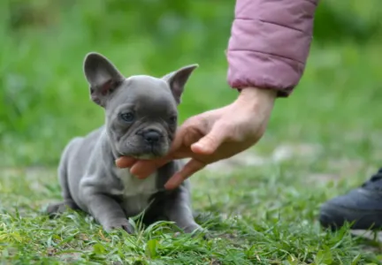 Francouzský buldoček - Milady