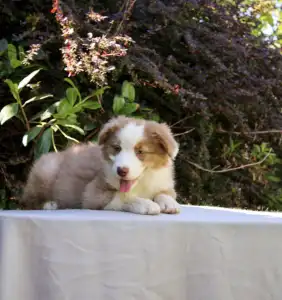 Australian Shepherd - Gladstone Aussies Kelly Clarkson