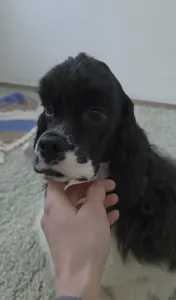 American Cocker Spaniel - Picy