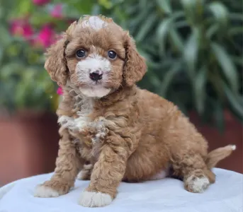 Cavapoo - Ariel