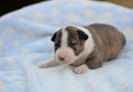 Miniature Bullterrier - Nolan