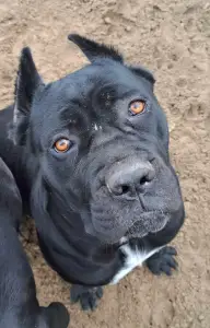 Cane corso - Antu Makto Brescia