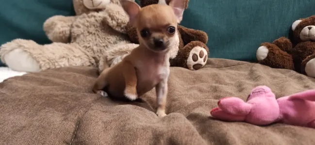 Chihuahua - Habcsók 