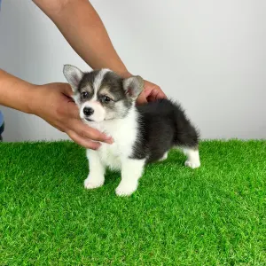 Welsh Corgi Pembroke - Chloe