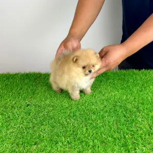 Pomeranian - Siena