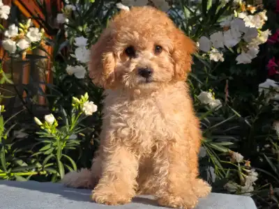 Cavapoo - Filou