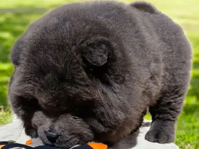 Chow Chow - La Casa De Chow Irina