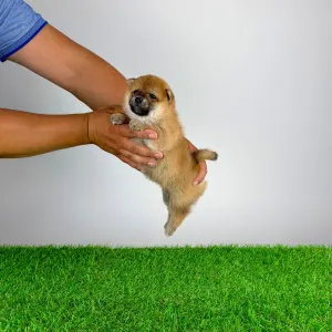 Shiba - Subaru