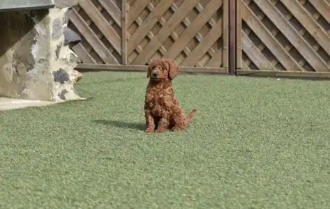 Barbone nano - Bravados Denis