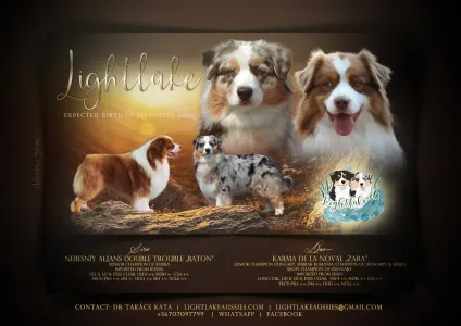 Ciobanesc Australian - Lightlake Most Wanted “kevin”