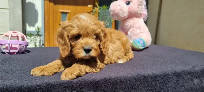 Cavapoo - Enzó