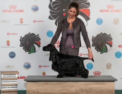 English Cocker Spaniel - La Scale Kennel