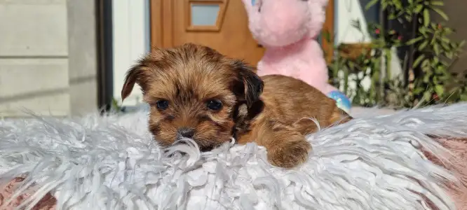 Biewer Terrier - Mira