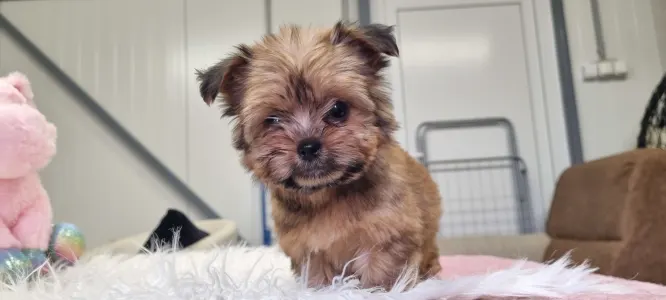 Biewer Terrier - Mira