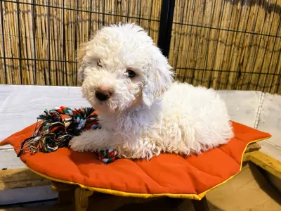 Lagotto Romagnolo - Zummi Gummi