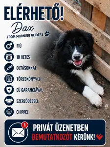 Border Collie - Dax Fmg