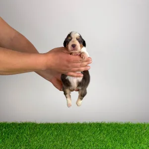 Australian Shepherd - Dirk