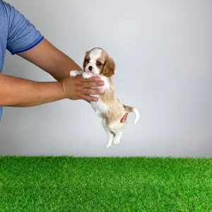 Cavalier King Charles Spaniel - Vila