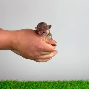 Chihuahua - Chiquita