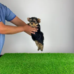 Yorkshire Terrier - Wolke