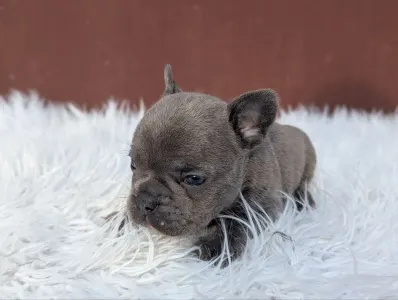 French Bulldog - Richie
