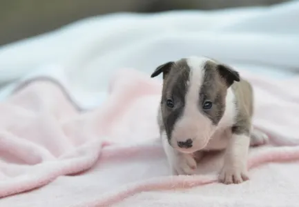 Miniatűr bullterrier - Kendy