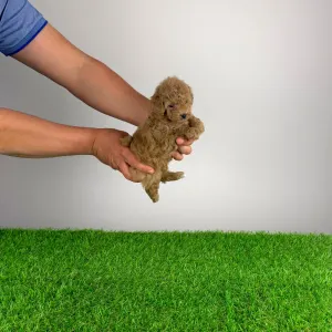 Poodle Toy - Poldy