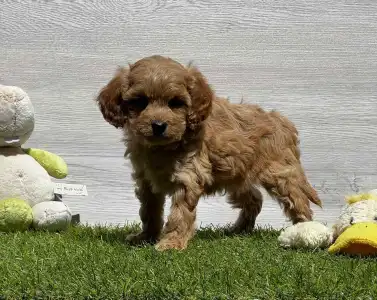 Cavapoo - Egon