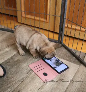 Francia bulldog - Yasmine 