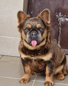 Bulldog francese - Blue Tan Fuffy Female