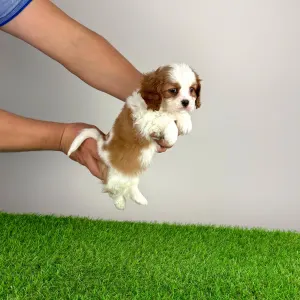 Cavalier King Charles Spaniel - Globo