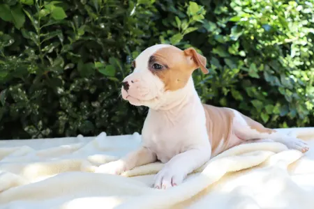 Amerikai staffordshire terrier - Hanky Panky Of Silence Warrior